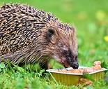 Wie pflegt man Igel im Garten?