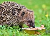 Wie pflegt man Igel im Garten?