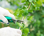 Fruhjahrsputz im Garten. Womit anfangen?