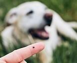 Wie schutzt man sich im Garten vor Zecken?