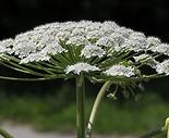 Wie mit Sosnowsky Barenklau kampfen? Heracleum Sosnowskyi