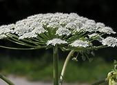 Wie mit Sosnowsky Bärenklau kämpfen? Heracleum Sosnowskyi