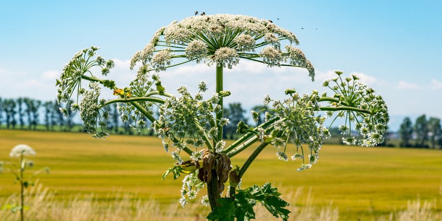 Wie kann man den Sosnowsky Bärenklau ausrotten? Verständnis der Biologie von invasiven Pflanzen