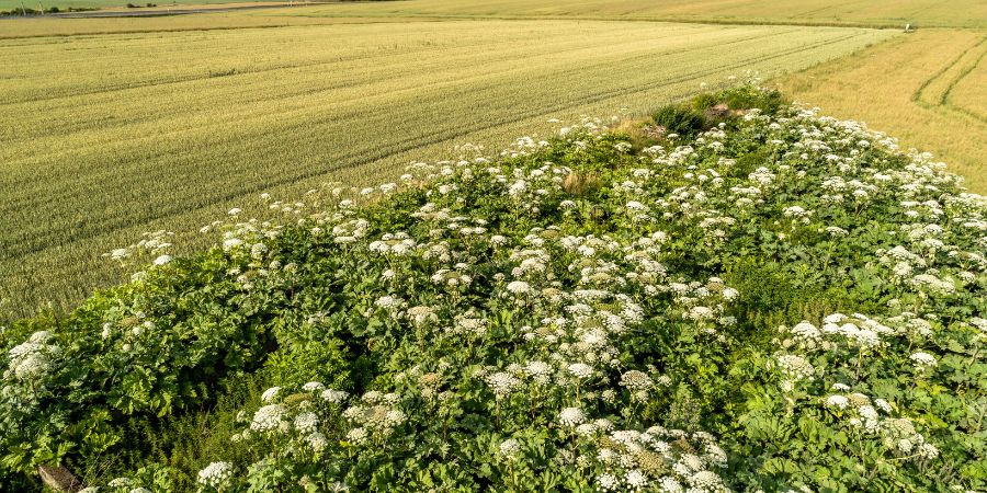 Mechanische Entfernung von Pflanzen – wie bekämpft man den Sosnowsky Bärenklau?