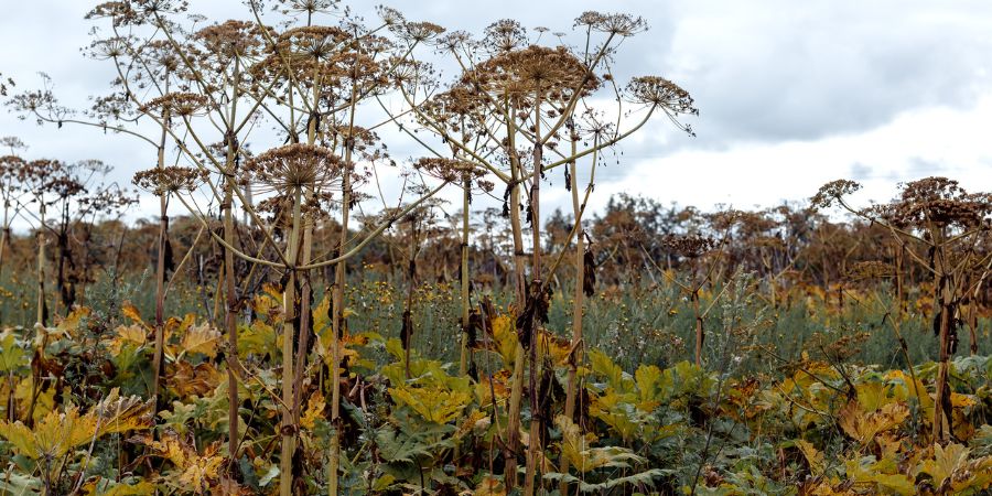 Chemische Methoden oder wie man den Sosnowsky Bärenklau effektiv bekämpft