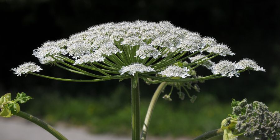 Biologische Methoden zur Bekämpfung invasiver Pflanzen