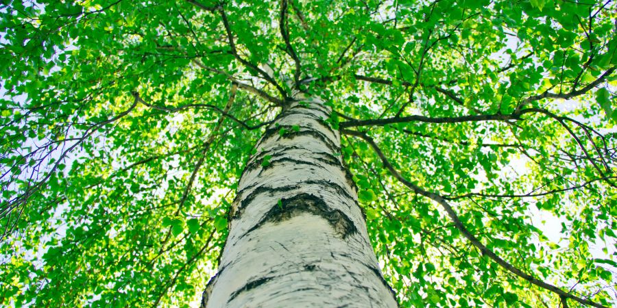 Birke – ein Baum voller Zauber