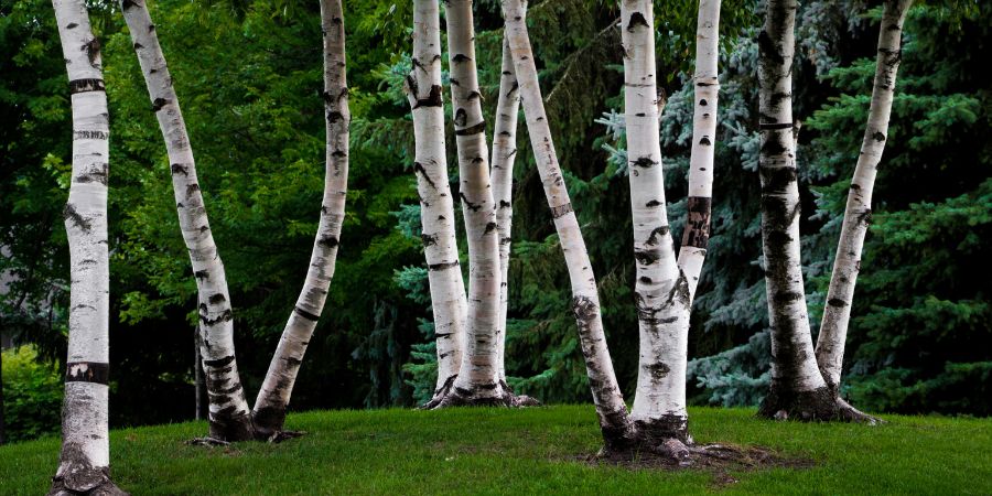 Hänge-Birke, Moor-Birke und andere Birkenarten – welche Birke soll man wählen? 