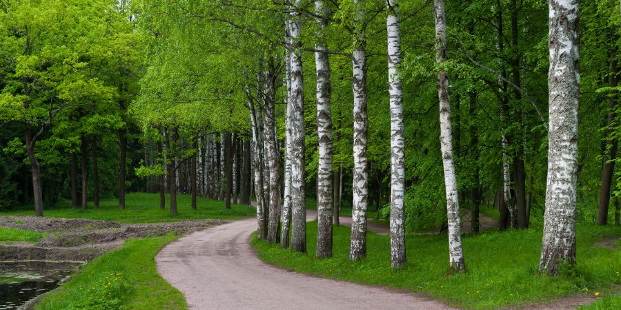 Hat Birke magische Eigenschaften? Woran glaubten die alten Slawen? 