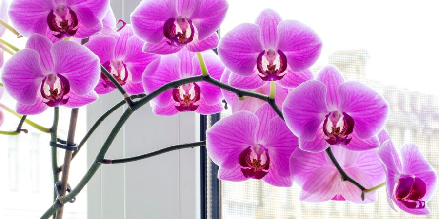 Was sind die häufigsten Krankheiten und Schädlinge bei Orchideen und wie kann man ihnen vorbeugen?