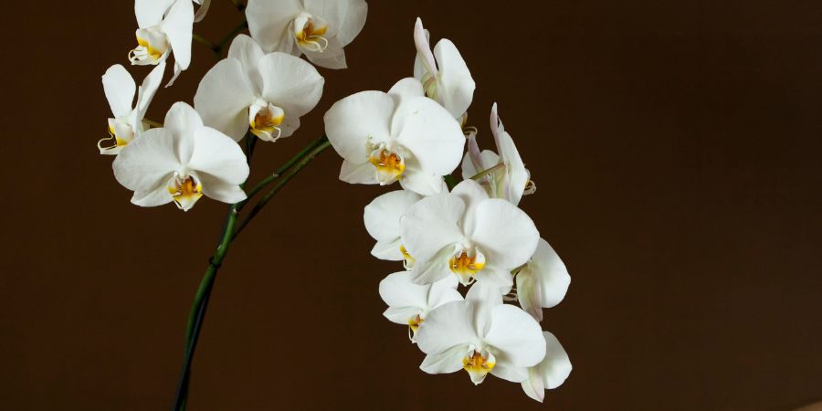 Orchidee Anthracnose und Orchidee Septoria – Ursachen, Vorbeugung und Rettung. Wie pflegt man Orchideen? 