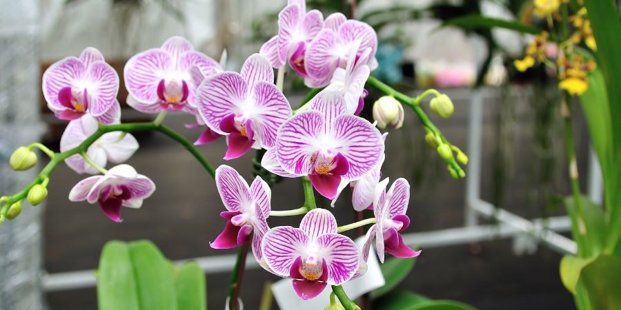 Schädlinge und damit verbundene Probleme – ein Überblick und Methoden zum Umgang mit Orchideenschädlingen 