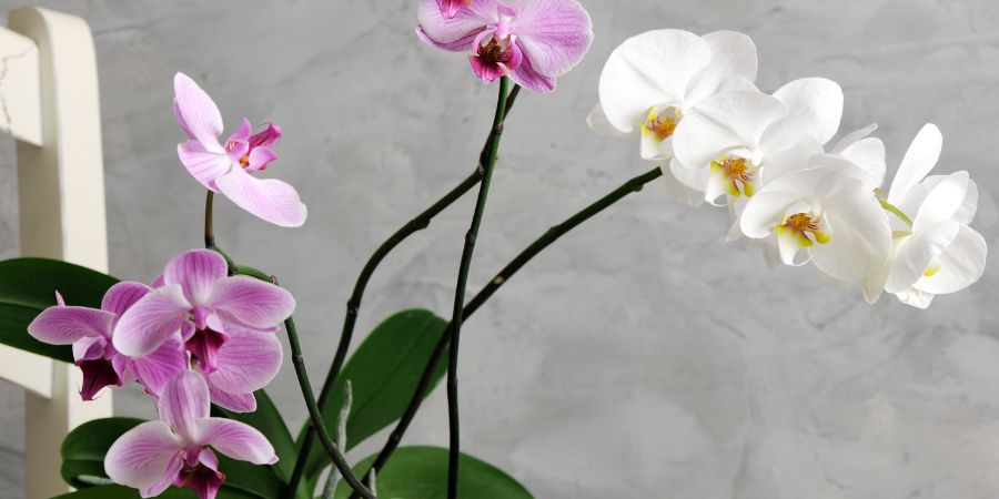 Die 5 häufigsten Fehler bei der Orchideenpflege