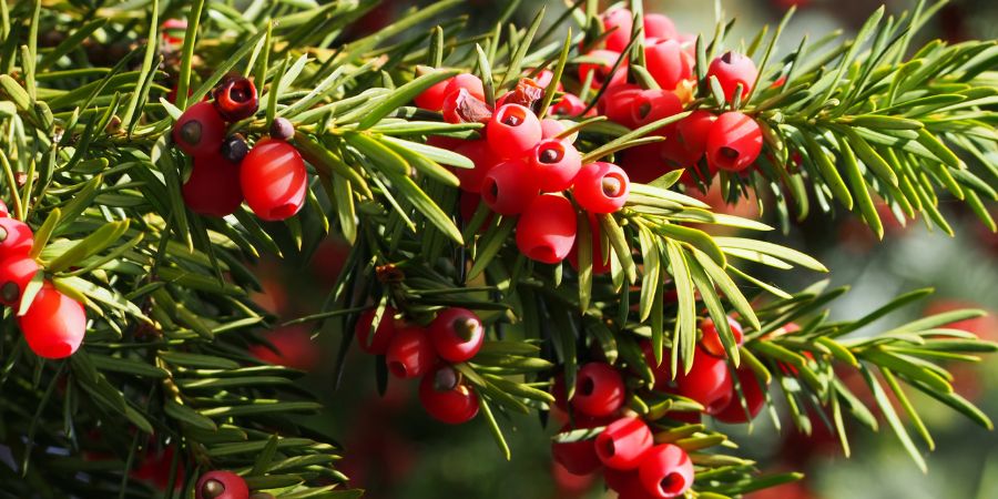 Heimische Eibe  – eine einzigartige Pflanze für Ihren Garten