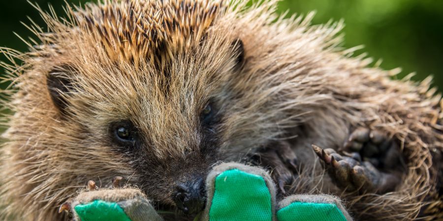 Wie pflegt man Igel im Garten? 