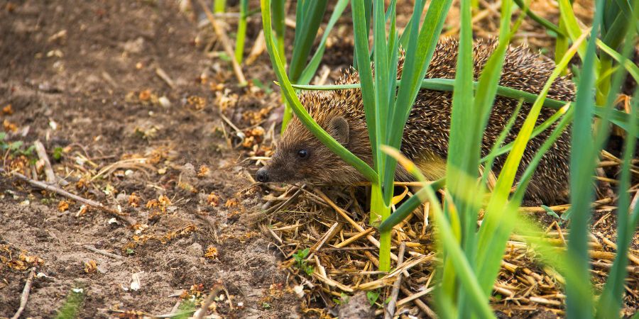 Welche Gärten mögen Igel? Erstellen Sie einen igelfreundlichen Garten 