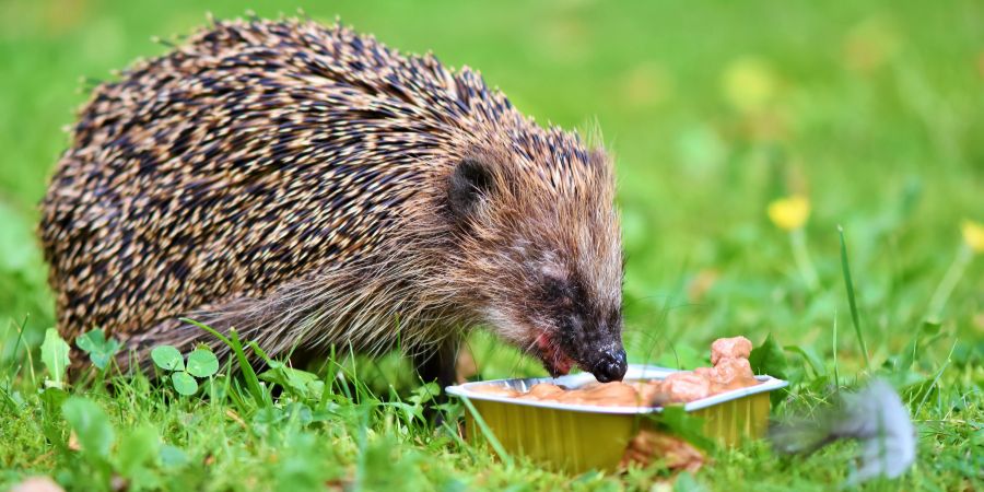 Wie baut man ein Haus für Igel? Wie pflegt man Igel im Garten? 