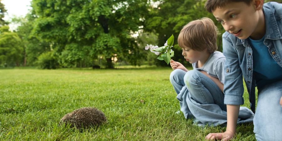 Welche Gartenbehandlungen bevorzugen Igel? Wie lockt man einen Igel in den Garten? 