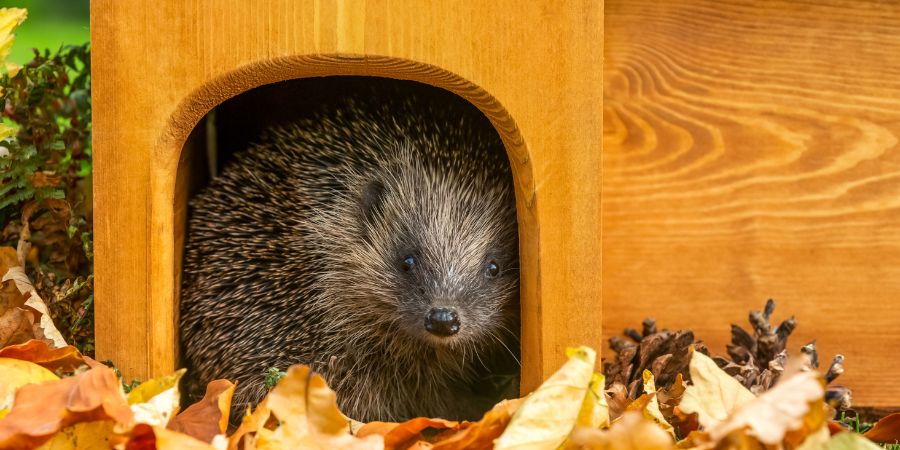 Wie kann man wilden Igeln helfen? Wasser im Garten für Igel 