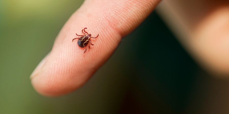 Wie schützt man sich im Garten vor Zecken? 