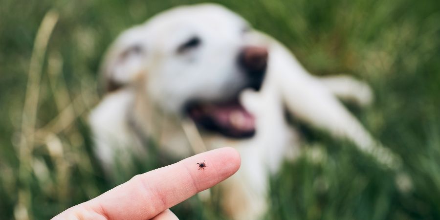 Welche Pflanzen mögen Zecken nicht? Ätherische Öle im Kampf gegen Zecken 