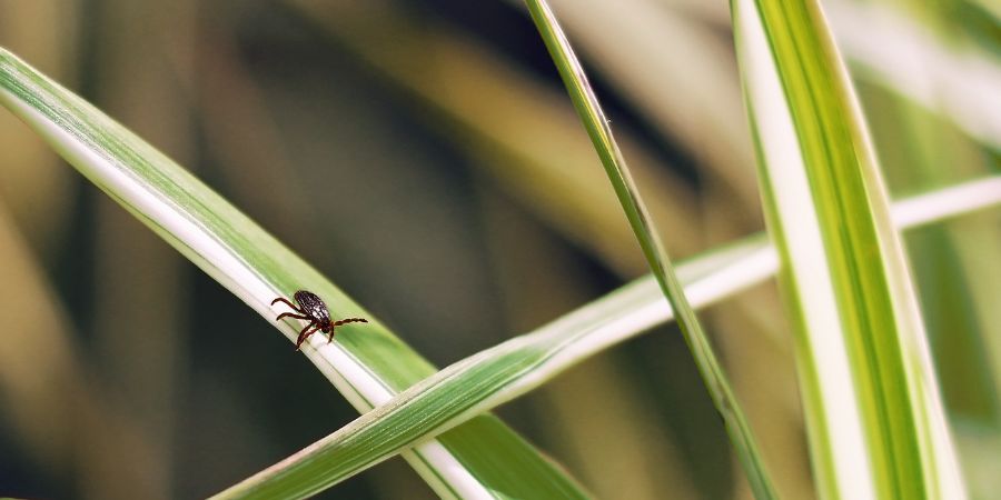 Chemische Präparate gegen Zecken – Bekämpfung von Zecken im Garten. Sind Naturheilmittel wirksam? Pflanzliches Abwehrmittel gegen Zecken 