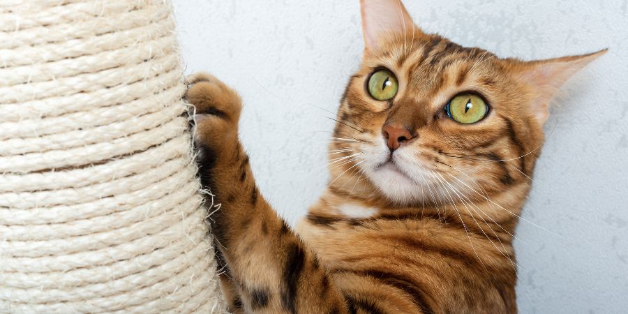 Der Jagdinstinkt von Katzen und unsere Wohnzimmermöbel – warum kratzen Katzen Möbel? 