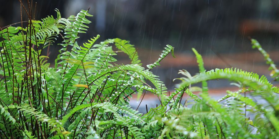 Regengarten – wie fängt man damit an? Wie Schritt für Schritt einen solchen Ort erstellen? Den Raum vorbereiten 