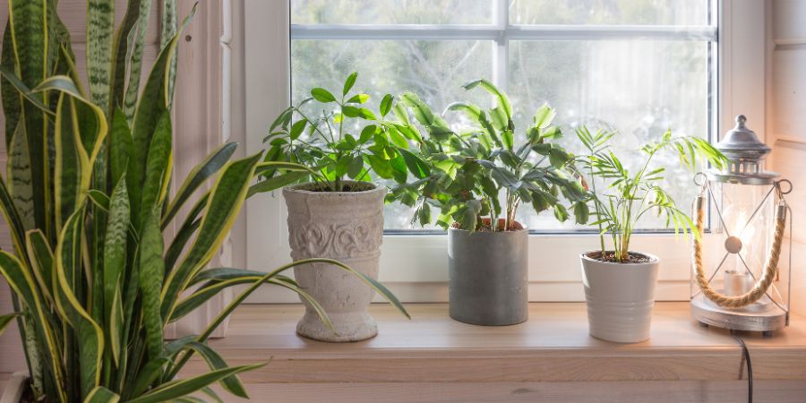 Wie legt man einen Wintergarten auf der Fensterbank an? 