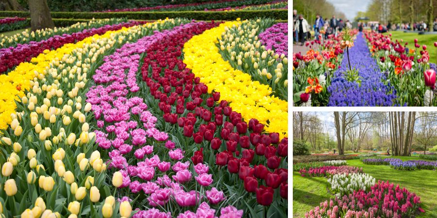 Keukenhof-Garten in den Niederlanden