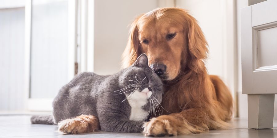 Platz in der Küche für Ihr Heimtier – wie richten Sie die Küche so ein, dass Ihre Katze und Ihr Hund dort Platz haben?