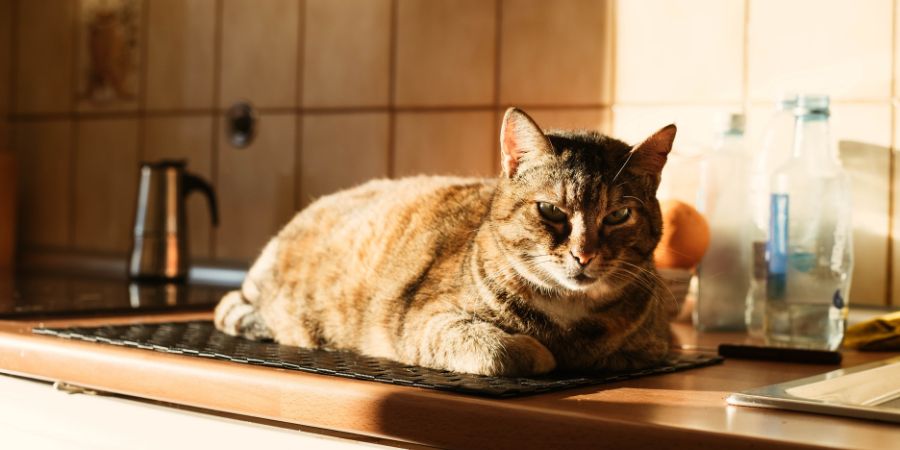 Entwerfen der Küche mit Rücksicht auf Tiere – Sauberkeit und Hygiene. Welche Lösungen gibt es, um die Küche immer sauber und hygienisch zu halten? 