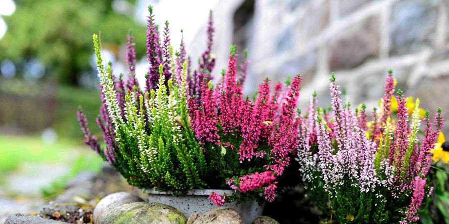 Wie baut man Heidekraut im Garten an? Anforderungen an Heide