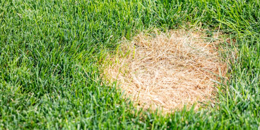 Rasendüngung und Rasenfleckenvorbeugung – wie wirkt sich eine falsche Düngung auf den Rasen aus? Hilft ein selbstgemachter Dünger? 