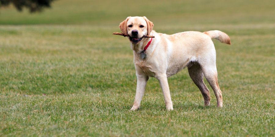 Warum wird das Gras gelb? Gelbe Flecken durch Hundeurin 